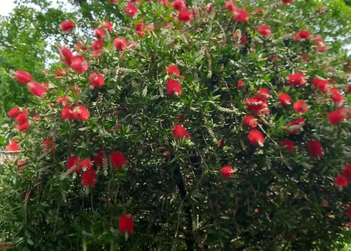 Bed & Breakfast Tonini House